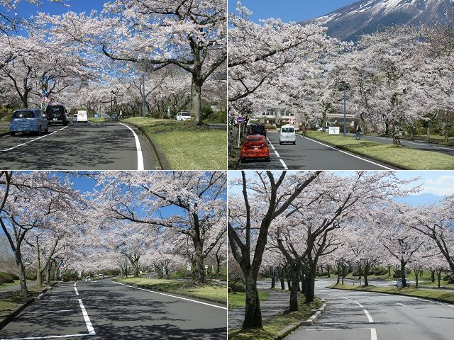 富士桜自然墓地公園の桜：見事に色付いていた桜風景をチョイスしてお伝えしています。