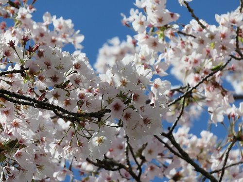 富士桜自然墓地公園の桜：青空と見頃を迎えていた桜景色
