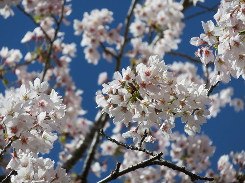 富士桜自然墓地公園の桜：近寄り眺めた咲き誇っていた桜の花々