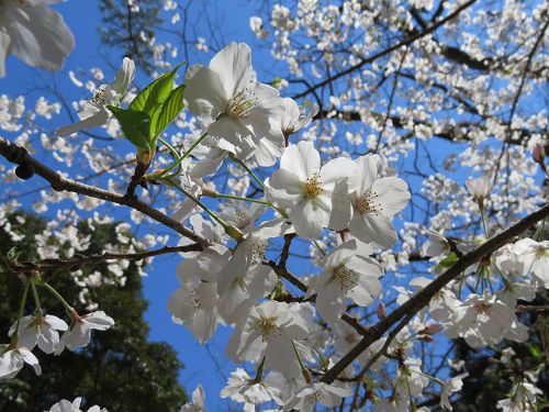 千本浜の桜（ズーム）