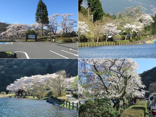 田貫湖の桜：駐車場付近などで見頃を迎えていた桜樹