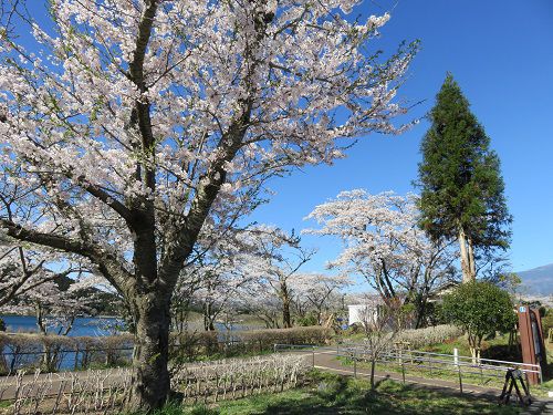田貫湖の桜