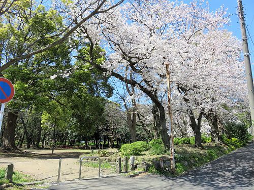 千本浜の桜