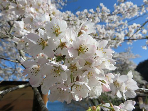 田貫湖の桜：天候に恵まれていたこの日、元気よく花開いていた桜の花々