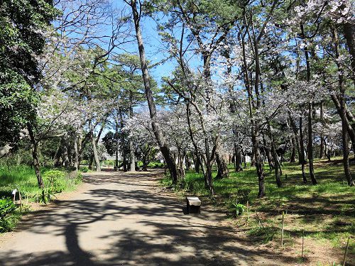 千本浜の桜（見頃時期）