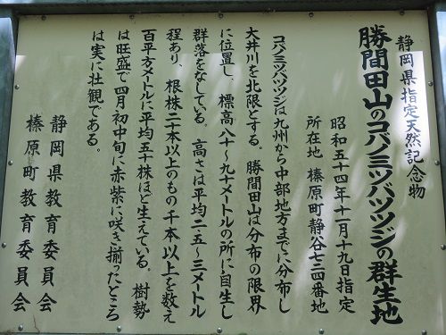 勝間田公園のミヤマツツジ：勝間田山のコバノミツバツツジの群生地の現地説明板