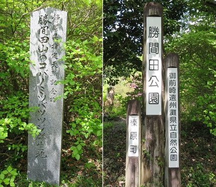 勝間田公園のミヤマツツジ：静岡県指定の天然記念物（勝間田山のコバノミツバツツジ群生地）の表示板