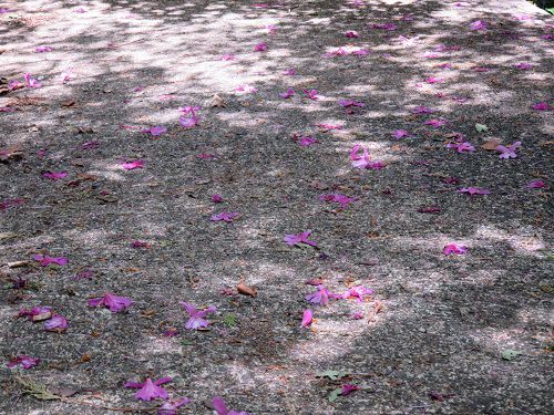 勝間田公園のミヤマツツジ：散ってしまった花びら