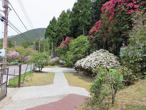 昭和の森 天城グリーンガーデンのシャクナゲ（入口付近の風景）