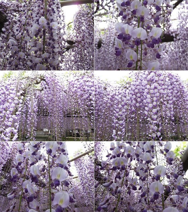 熊野の長藤にて、藤の花シャワーの様な見事な花房の数々をチョイスしてお伝えしています