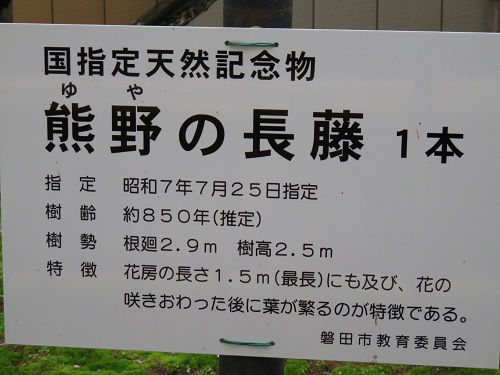 熊野の長藤：国指定天然記念物「熊野の長藤」の看板