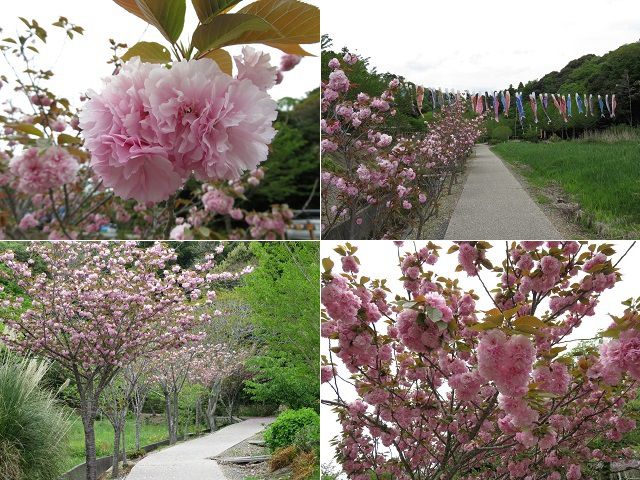 諸井里山にて鯉のぼりへと続く遊歩道脇に色付いていたピンクの花々