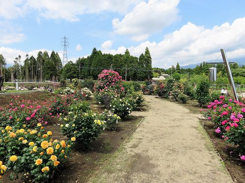 白糸自然公園、バラ（白糸バラ園３）富士宮市