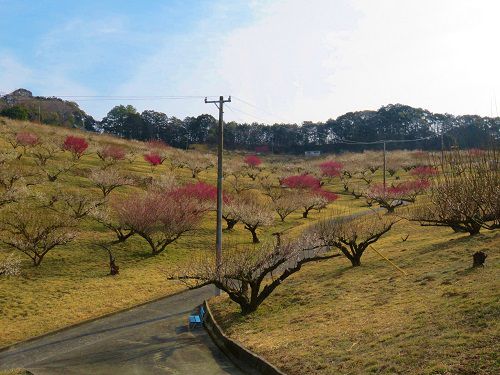豊岡梅園の園内散策路から眺めた紅白梅の景色