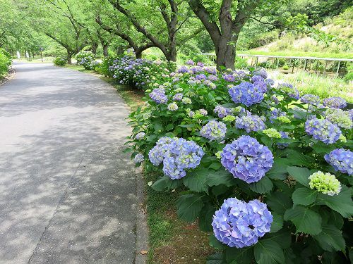 はままつフラワーパークの紫陽花：遊歩道