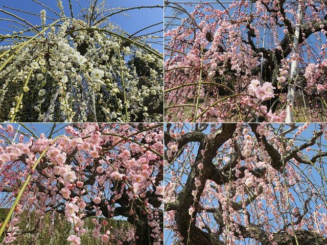 大草山の昇竜しだれ梅にて、見事に色付いていたしだれ梅を選んでご紹介しています