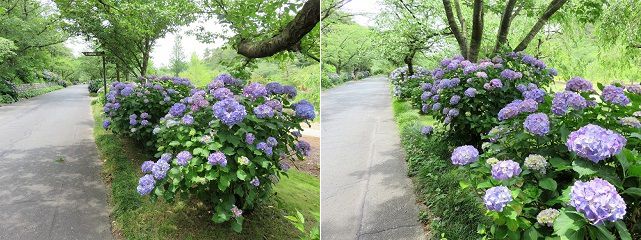 はままつフラワーパークの紫陽花：アジサイと散策路