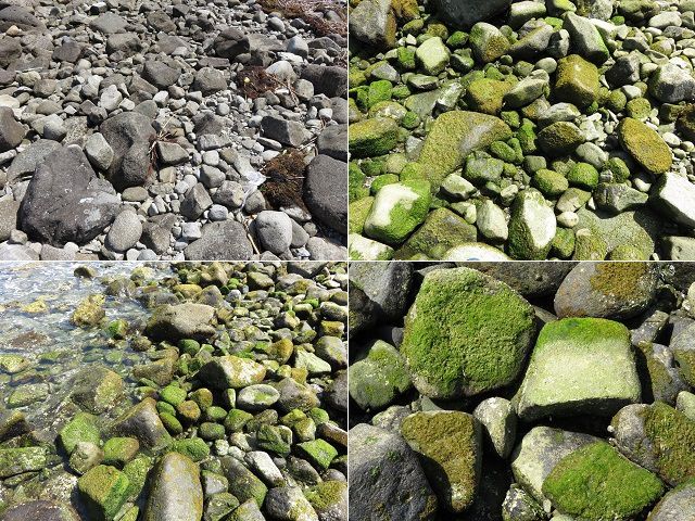三四郎島のトンボロ現象でのゴツゴツした石の数々（コケあり）