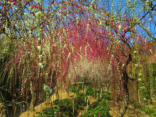 大草山の昇竜しだれ梅にて、見事な彩りを見せていたしだれ梅の花トンネル（梅トンネル）