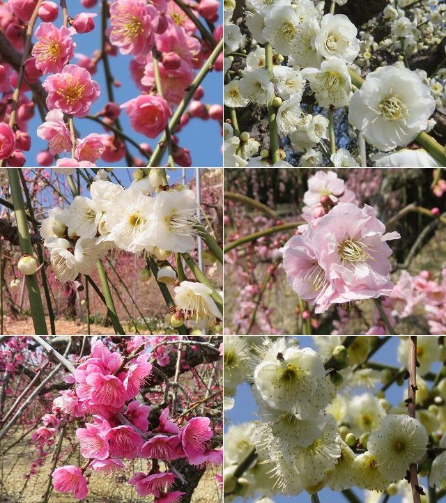 大草山の昇竜しだれ梅にて、紅白梅（赤と白色）、ピンク色の梅の花々を近づき眺めた様子です