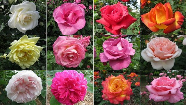 広見公園のバラ園：ピンク、黄色、赤、白色のバラの花々