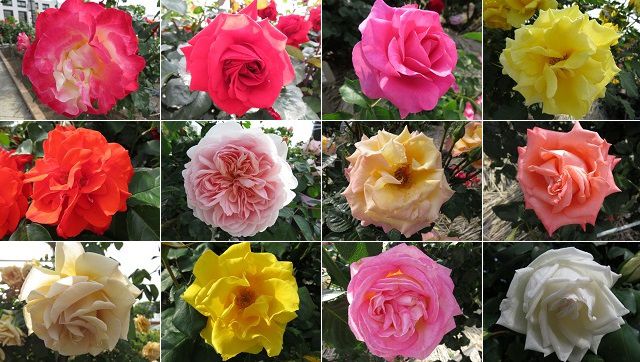 富士市中央公園のバラ園：赤、ピンク、黄色、白色、オレンジのバラ