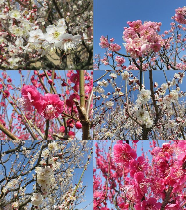 はままつフラワーパークの梅園：白に赤にピンクの梅の花を近寄って眺めた様子