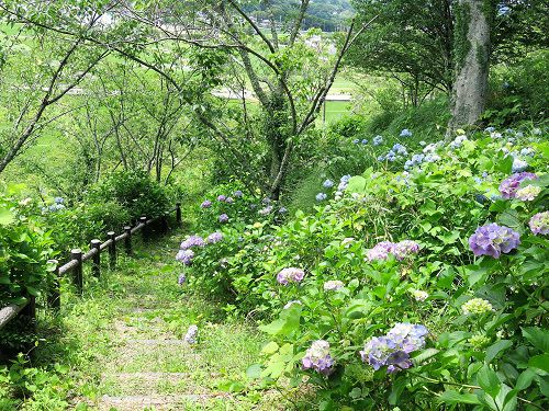 六仙の里公園の紫陽花：（伊豆市六仙の里）紫陽花散歩道