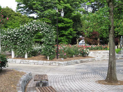 富士市中央公園のバラ園：ゆうすい広場での見頃を向かえていたバラ園