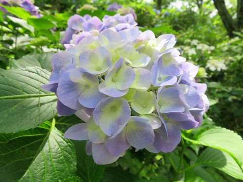 六仙の里公園の紫陽花：（伊豆市六仙の里）ズーム