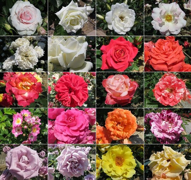 磐田農業高校のバラ園：赤、黄色、白、ピンク、紫、オレンジ色などのバラの花々