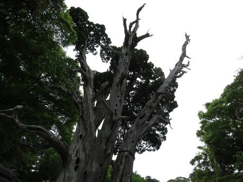 白浜神社にて、鎮座する御神木の上部