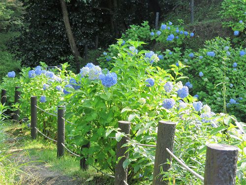 山中城跡公園の紫陽花：見頃時期のアジサイ（好天）