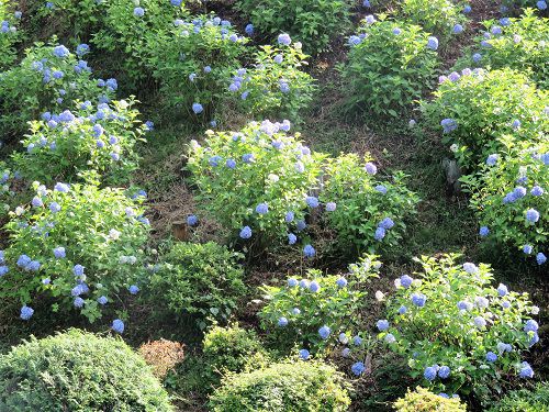 山中城跡公園の紫陽花：ズーム