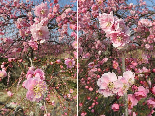 エコパのしだれ梅：梅の花を近寄って眺めた見頃を迎えたピンクの梅
