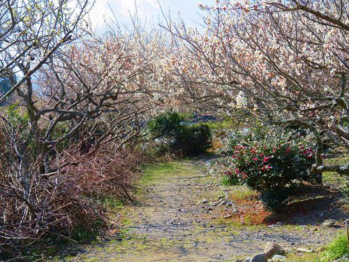 久能梅園の園内散策路脇に咲く梅の花