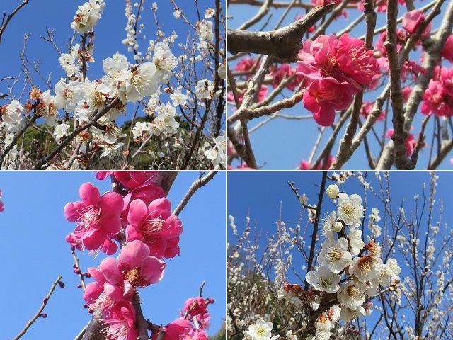 久能梅園にて、紅梅梅（赤と白色）の梅の花を近寄って眺めた様子をお伝えしています