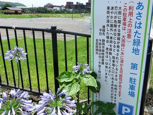 麻機遊水地、蓮の花：第一駐車場
