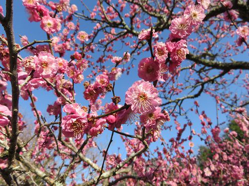 蓮華寺池公園の梅園：近寄り眺めた梅の花（ピンク）