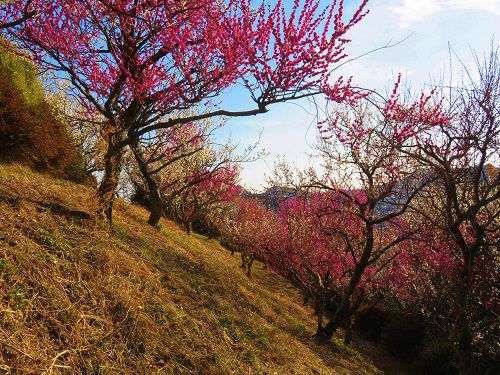 金比羅山緑地の梅園：斜面に咲く赤い梅の花