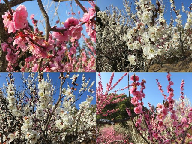金比羅山緑地の梅園：近寄り眺めたピンク系と白色の梅の花