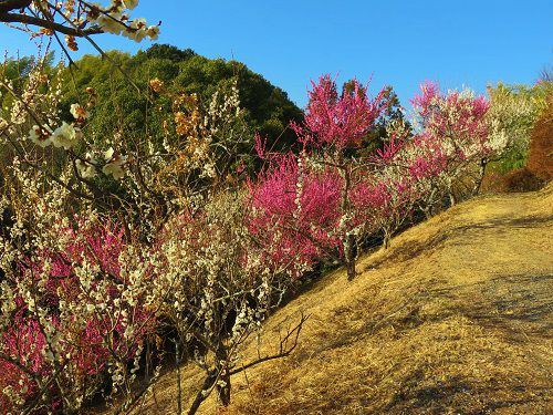 金比羅山緑地の梅園：紅白梅の様子