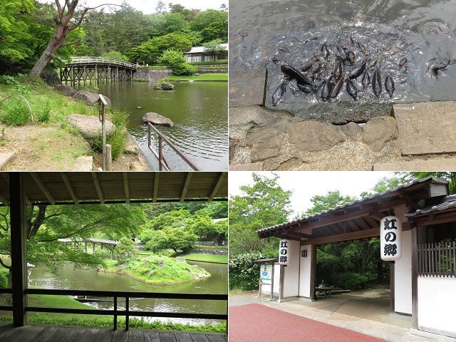 修善寺虹の郷の日本庭園の様子（池にいた鯉の群れなど）