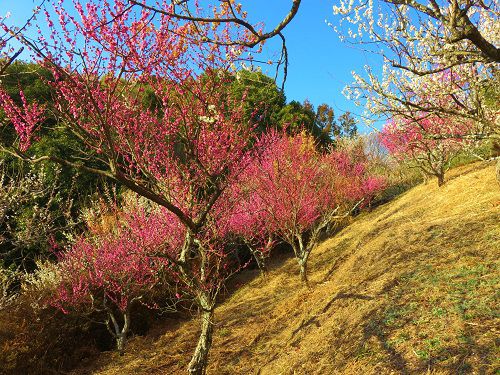 金比羅山緑地の梅園：満開だった斜面に咲く梅の花