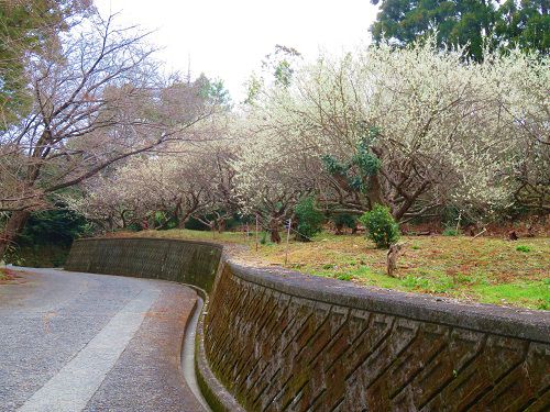 長楽寺の梅の花トンネル道中にて色付いていた白梅
