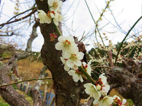 長楽寺の梅の花トンネルにて、近づき眺めた梅景色
