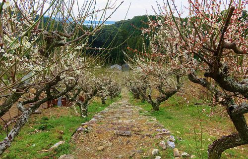 長楽寺の梅の花トンネルにて、浜名湖方向を眺めた梅景色