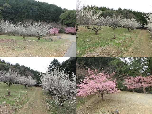 長楽寺の梅園と河津桜が見頃を迎えていた光景