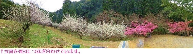 長楽寺の河津桜と梅園全体の様子