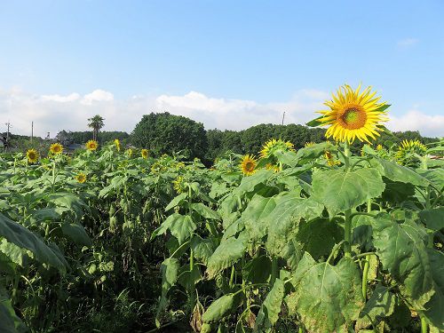富士市次郎長町、ひまわり畑：青空と向日葵